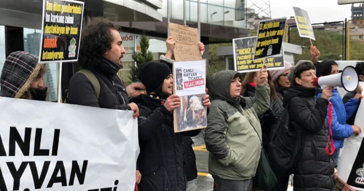 Ativistas turcos fazem protesto durante chegada dos animais exportados