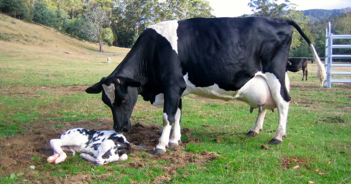 Vaca explorada para produção de leite é resgatada e finalmente pode ficar com seu filhote