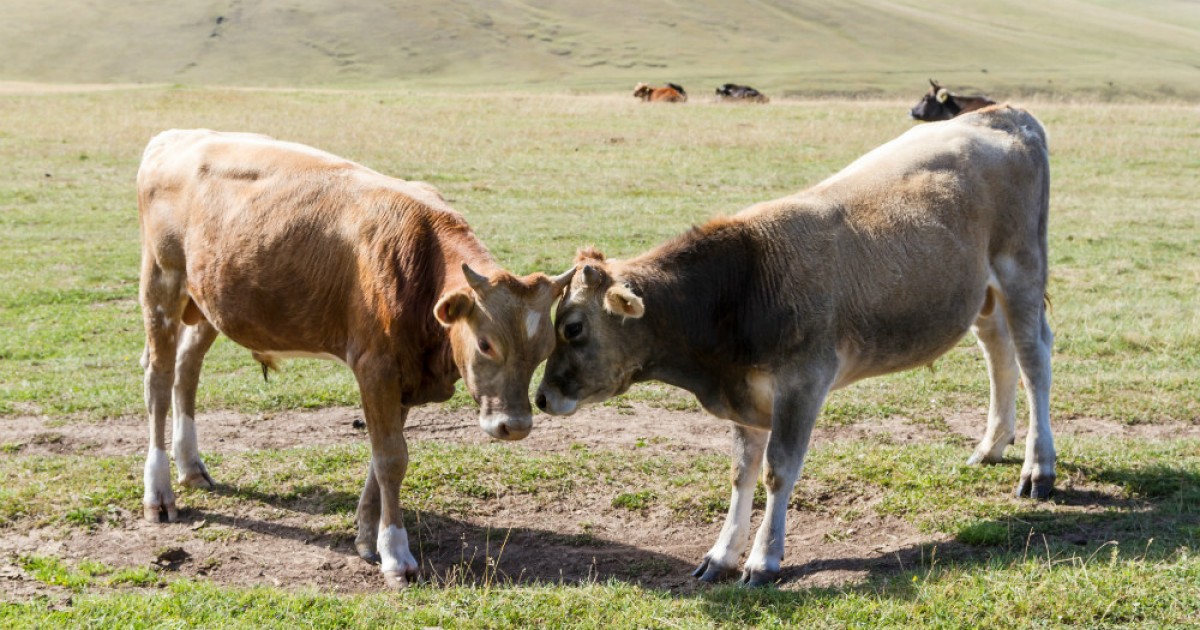 Propietario de granja decide salvar a sus 70 vacas y enviarlas a un santuario
