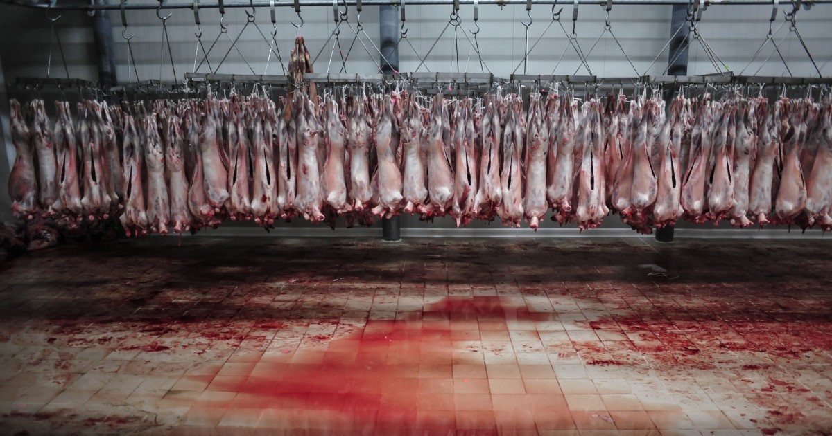 Expedientes gubernamentales exponen una suciedad espantosa en los mataderos de EE. UU.
