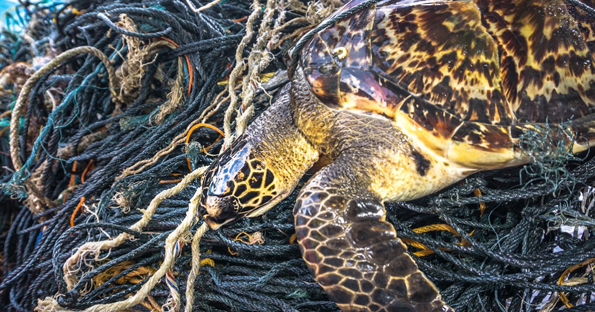 Mais de mil animais marinhos morrem por ano por causa de lixo gerado por indústria da pesca