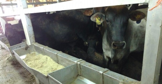 Consultorias apostam em Brasil como maior exportador de gado vivo do mundo