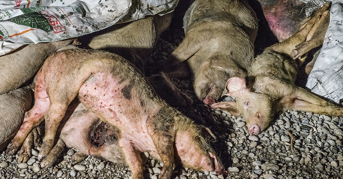 InvestigaÃ§Ã£o revela terrÃ­vel realidade dos porcos usados para produÃ§Ã£o de presunto de Parma