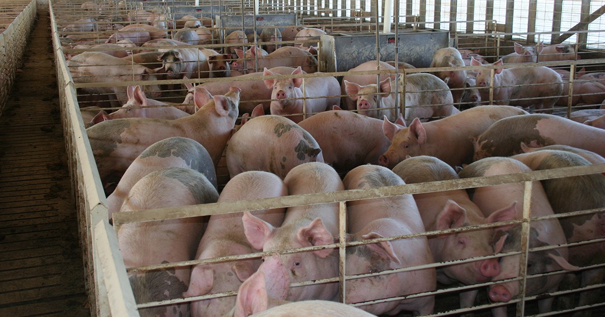 HÃ¡ mais de dois porcos para cada habitante na Dinamarca, afirma UniÃ£o Europeia