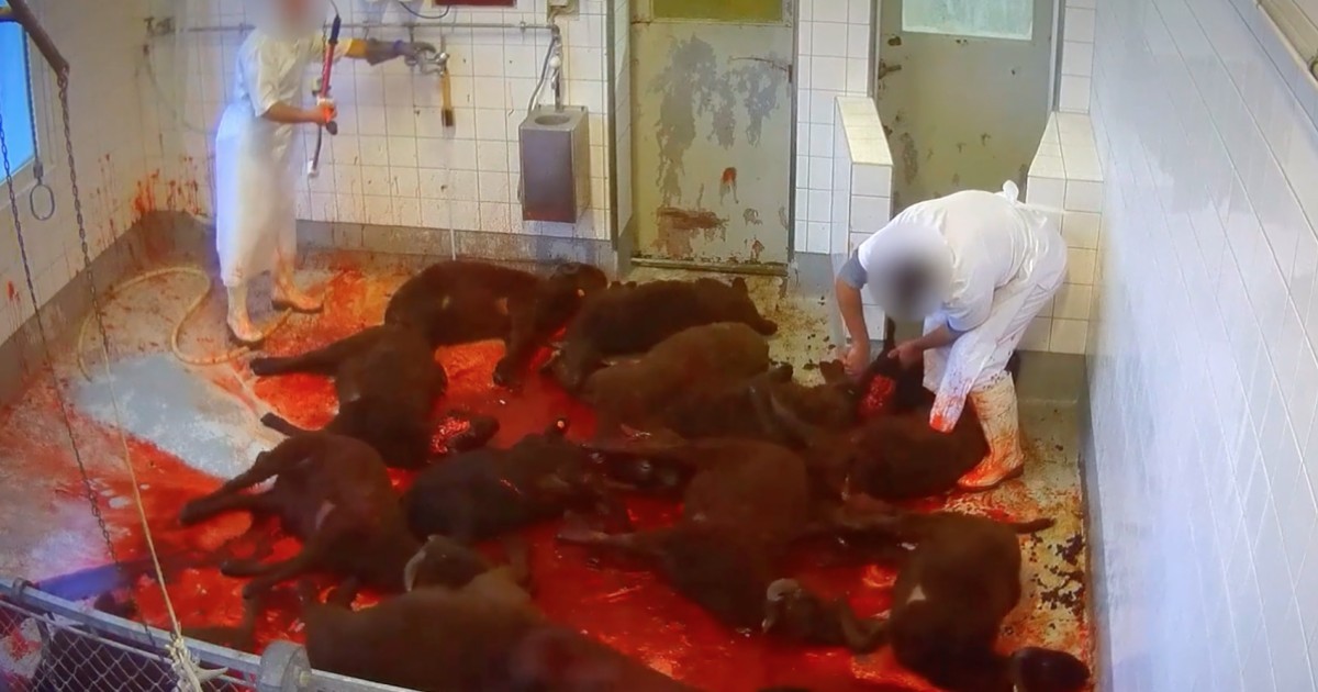 Imagens chocantes mostram como os animais sÃ£o mortos para uma empresa chamada