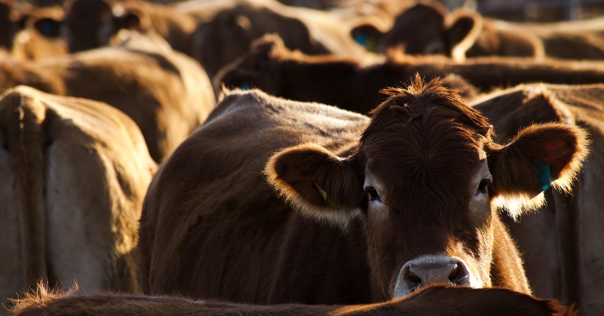 Nova ZelÃ¢ndia vai matar milhares de bois e vacas para controlar infecÃ§Ã£o que tem tratamento