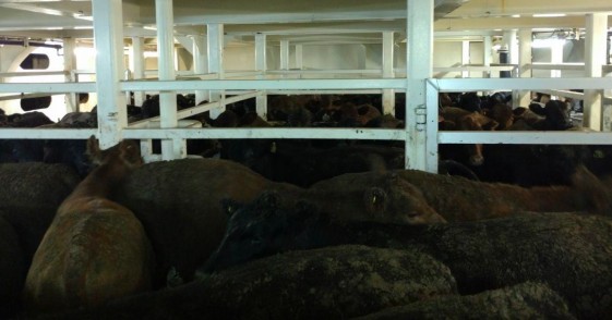 Brasil deve comeÃ§ar a exportar animais vivos tambÃ©m para a ArÃ¡bia Saudita