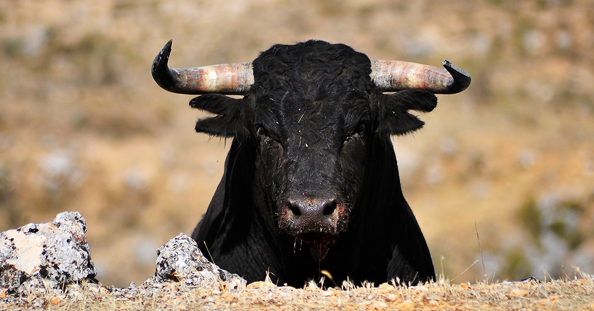 Imagens chocantes mostram como os animais são mortos para uma