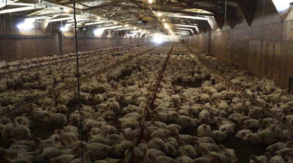 FED UP: Maryland Residents Say Hell No to Proposed Chicken Farm
