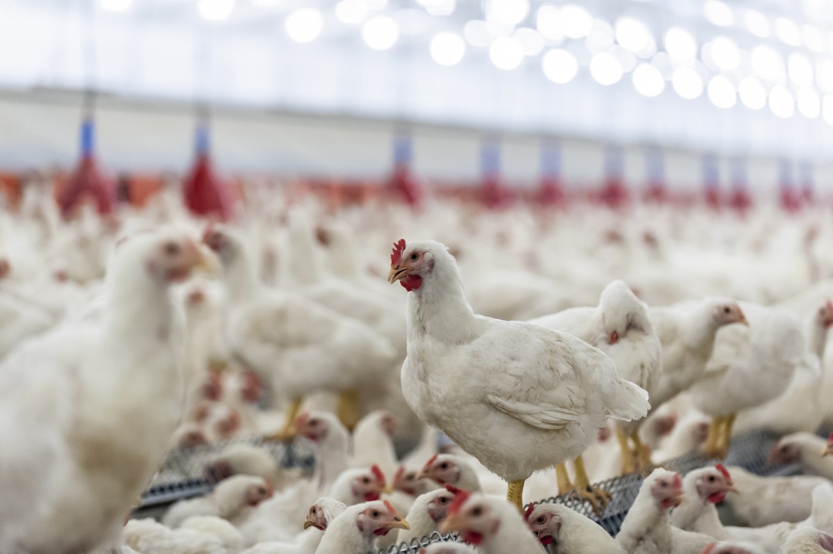 Hereâ€™s the #1 Reason to Stop Eating Chicken