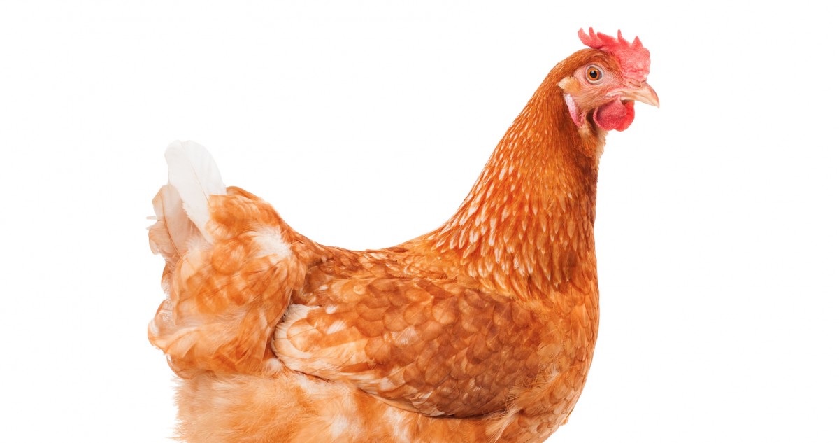 Publix Finally Joins Cage-Free Crowd