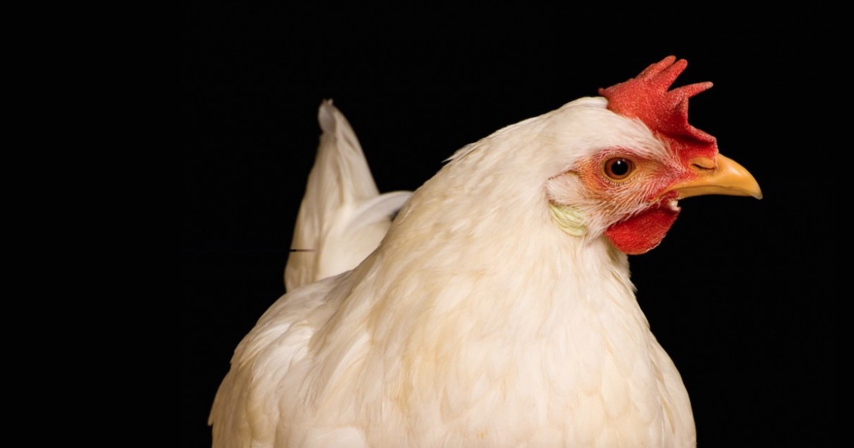 HUGE! Egglandâ€™s Best Announces Cage-Free Egg Policy Following MFA Investigation