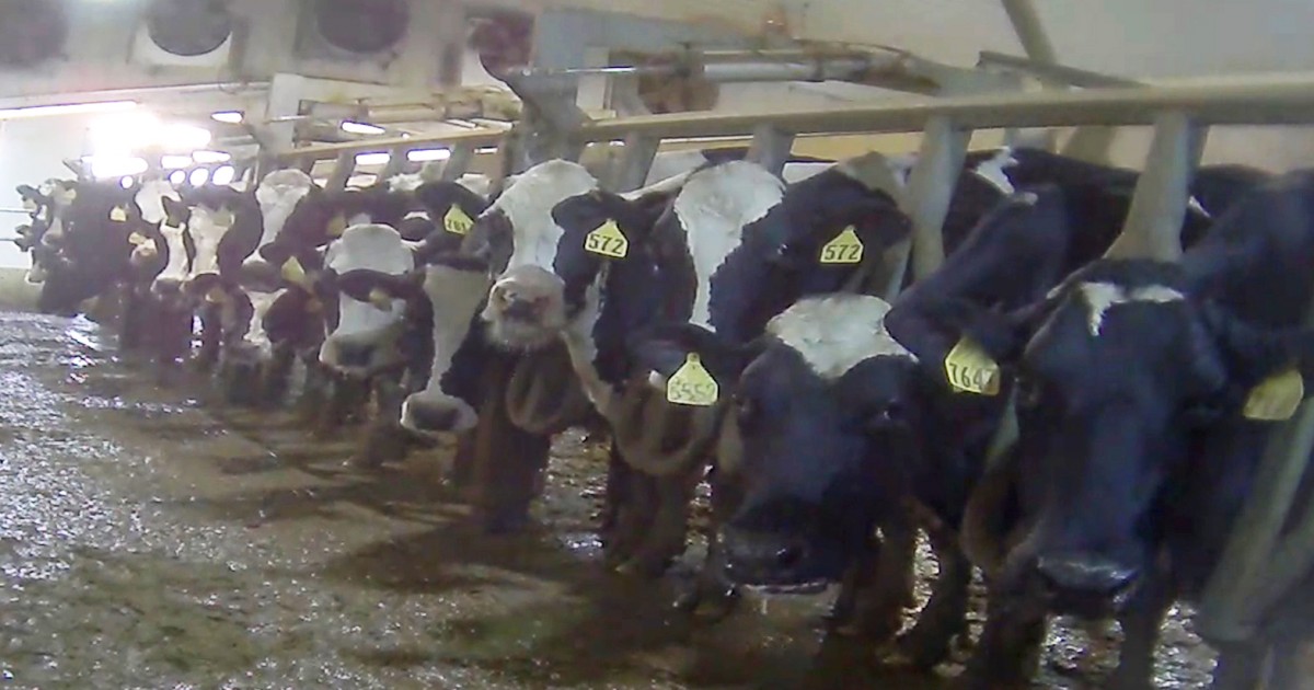 Here S Why You Re Wrong When You Say No One Is Dying For Dairy Mercy For Animals