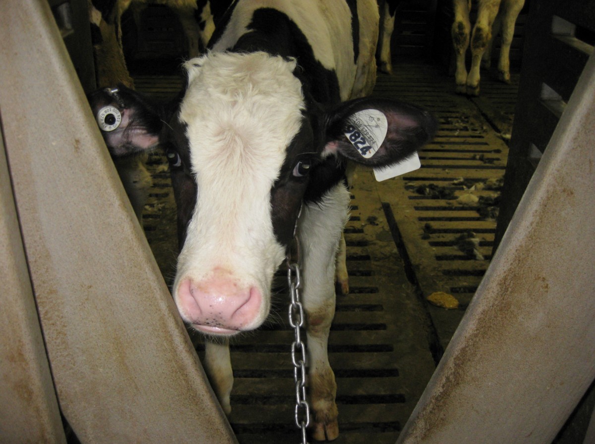 If You're Mad as Hell About Factory Farming, Here Are 6 Things You Can Do About It