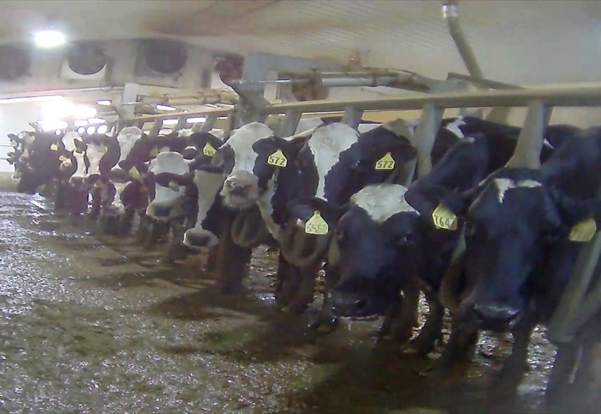 Too Cruel to Fail: Dairy Farmers Think Your Tax Dollars Should Bail Them Out