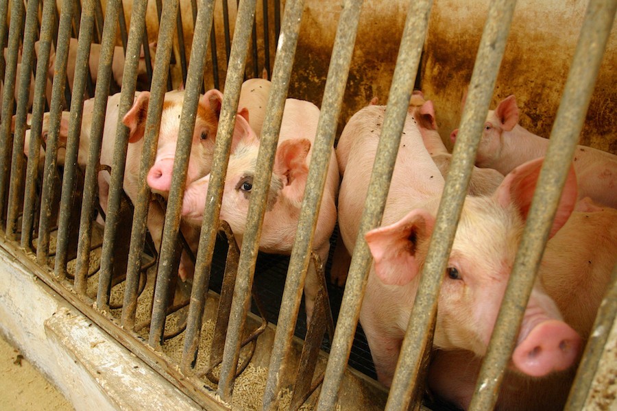 11 Reasons You Should Be Mad About Factory Farms... Even If You Aren't Vegan