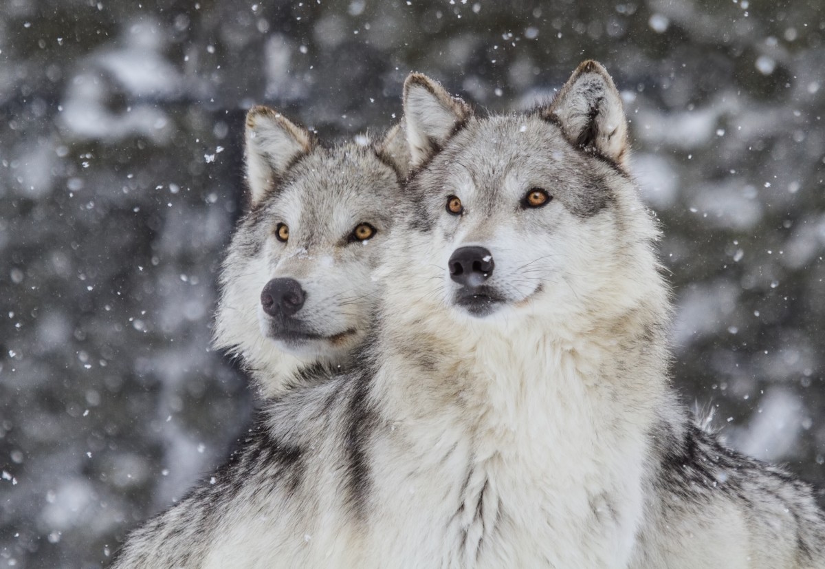 Washington State to Kill Entire Wolf Pack So You Can Eat Burgers