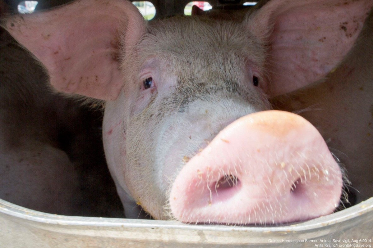 WTF?! Woman on Trial for Giving Water to Dehydrated Pigs