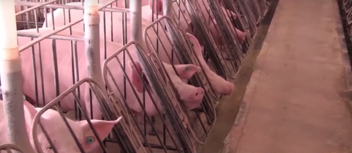 MESSED UP: MO Lawmakers Just Passed TWO MORE Pro-Factory Farm Laws