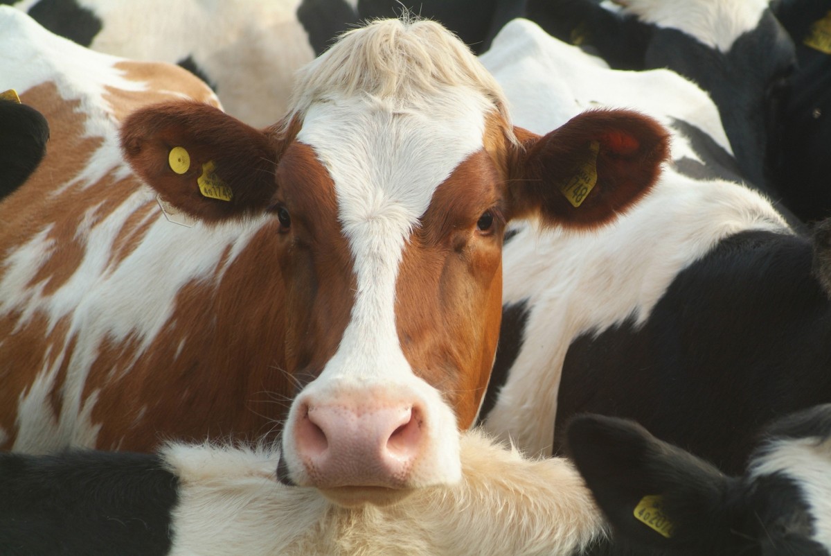 WTF?! Dairy Farmers Accused of Killing 500,000 Cows to Jack Up Prices