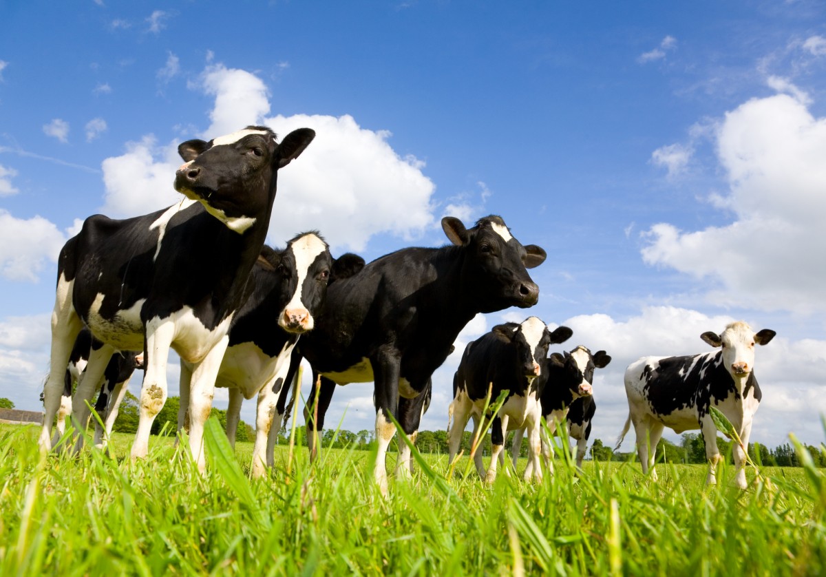 Oh, Snap! This New Startup Produces Dairy Milk... Without Cows