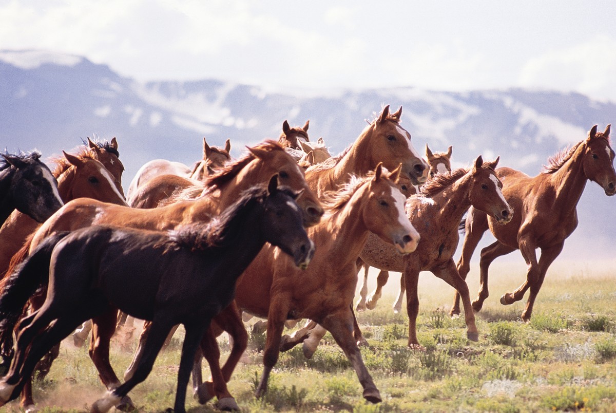 U.S. Government to Slaughter 45,000 Wild Horses to Safeguard Beef Cattle Grazing Land