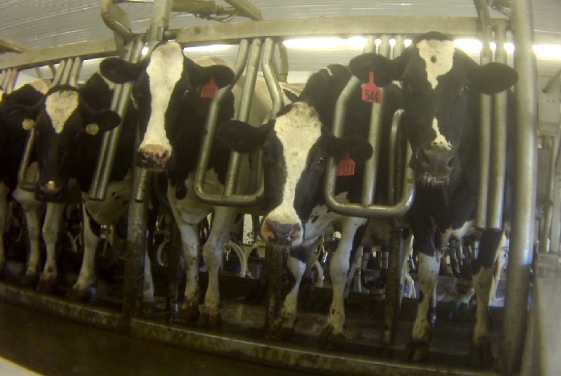 A Dairy Factory Farm Opened Its Doors to the Public and the Public Was Not Impressed