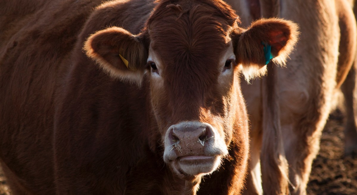 The U.S. Is Now Getting Beef From Brazil. Hereâ€™s Why Thatâ€™s Bad.