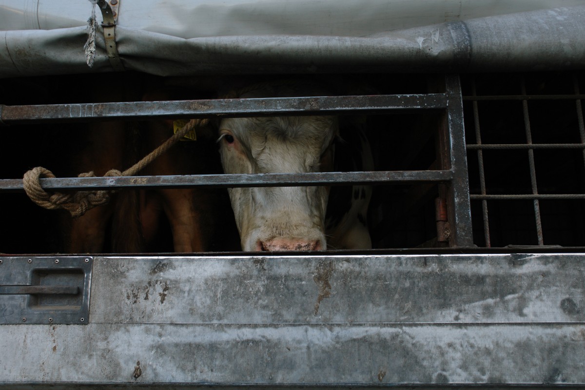 12 Horrifying Factory Farming Practices That'll Keep You Up at Night