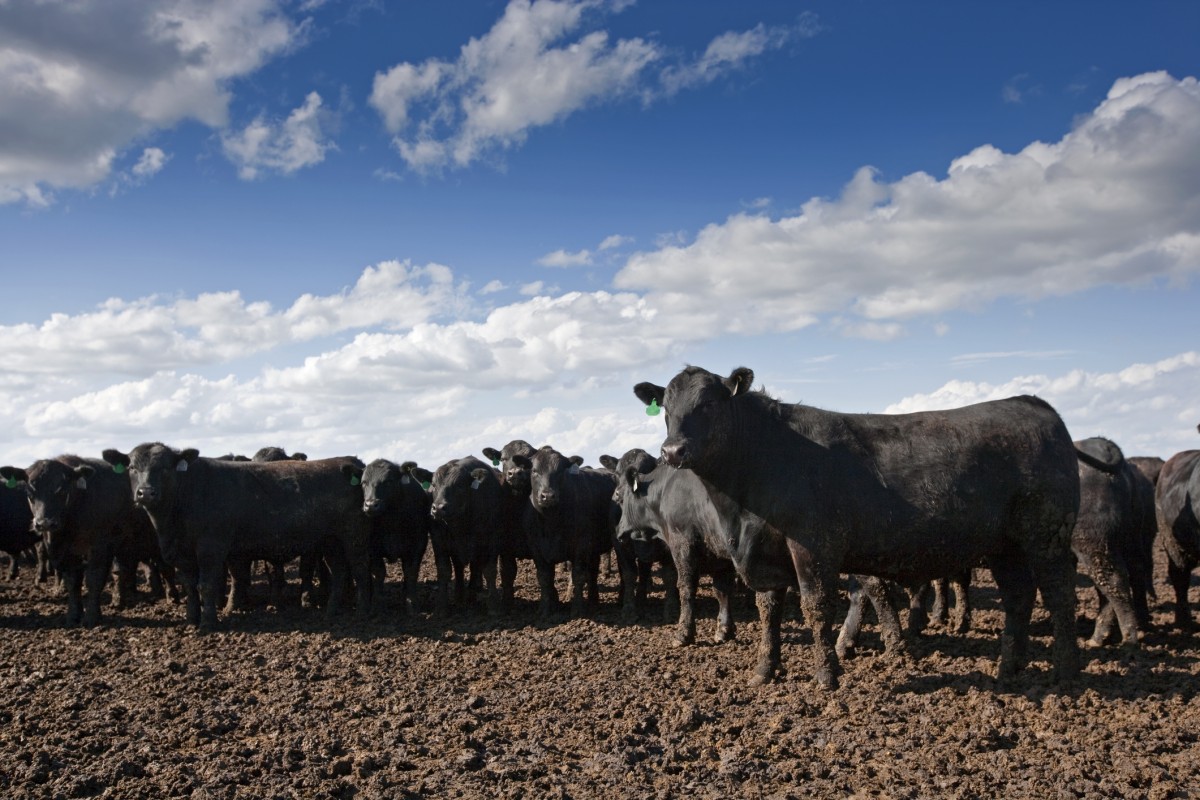 Good News! This Canadian Feedlot Is Closing After 60 Years