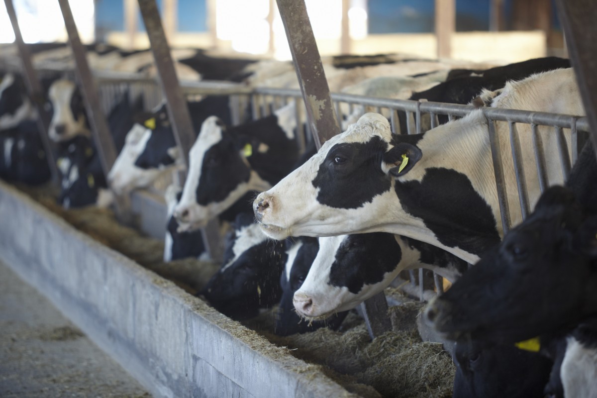 SHAMEFUL: Dairy Farmers Dump 43 Million Gallons of Milk