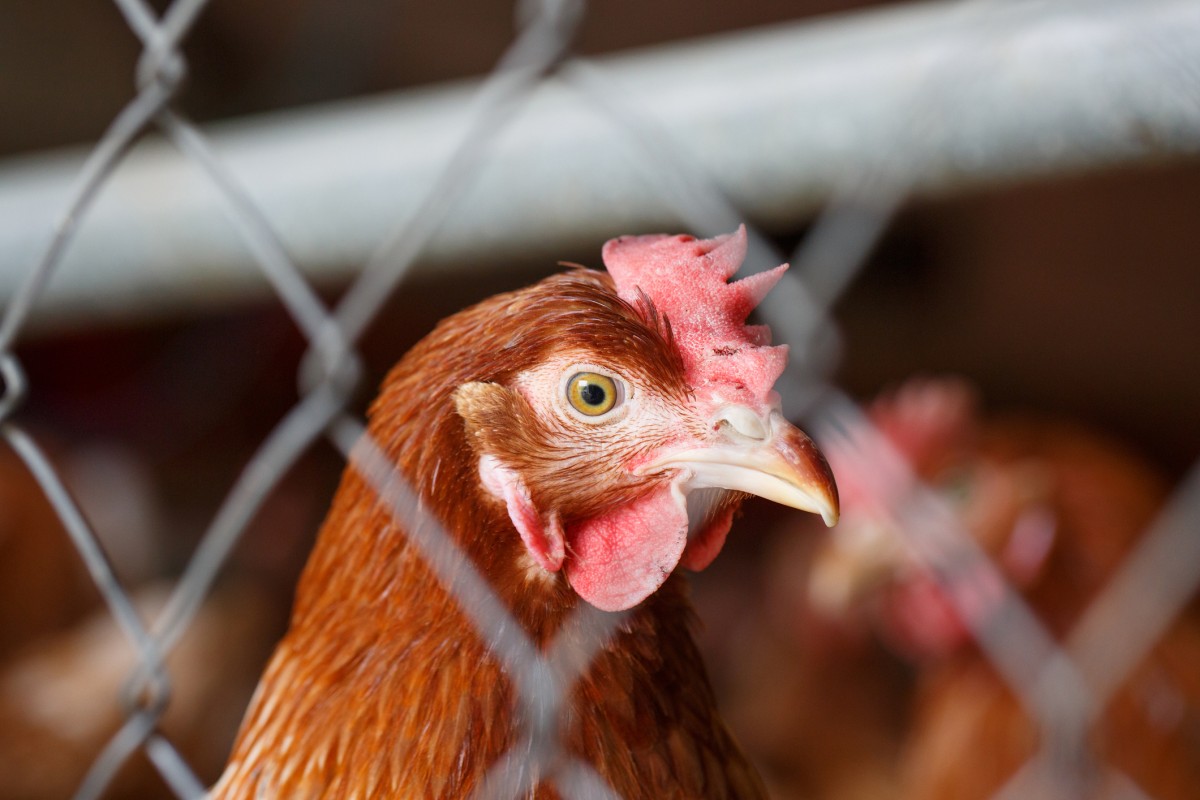 Progress! McDonald's in Latin America Switches to Cage-Free Eggs
