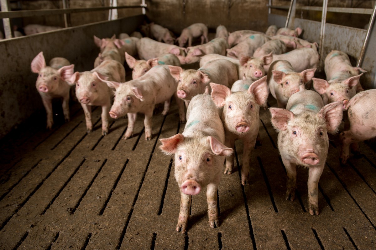 Deadly Superbug Found in Pork Products