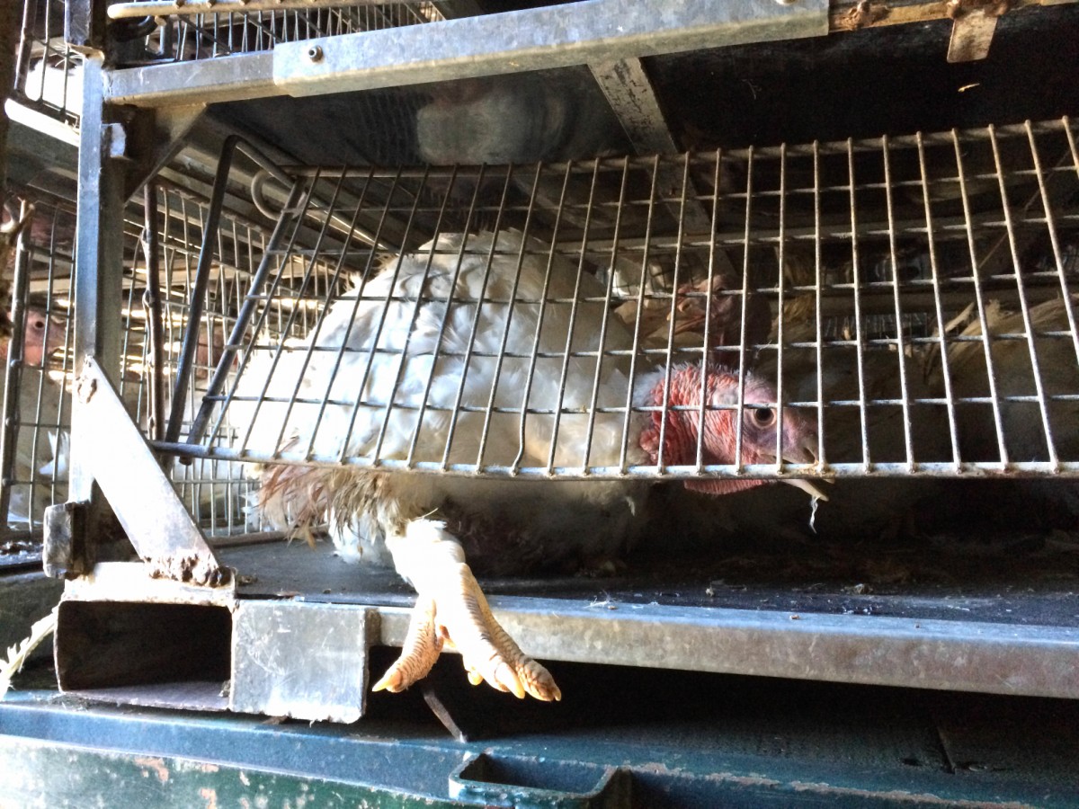 Exploited Turkey Plant Workers Required to Kill 51 Birds a Minute