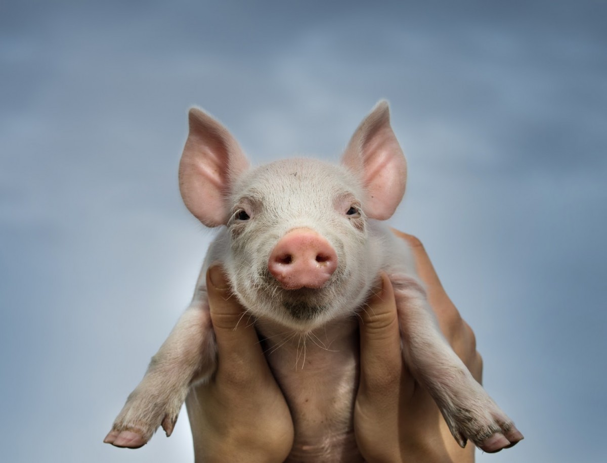 Farmed Animals Swept the Polls This Election Day!