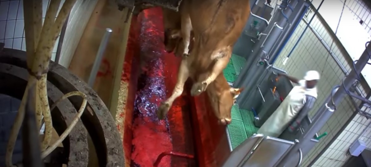 Shock and Horror: New Undercover Video Shows Pregnant Cows Being Violently Slaughtered for Beef