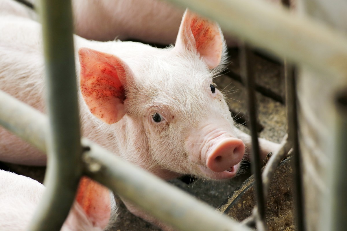 CDC: Kids Are Getting Swine Flu From State Fairs