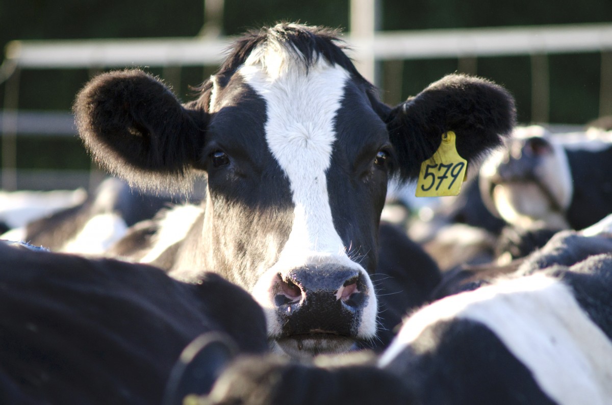 A Tax on Meat and Dairy Could Save the World. Letâ€™s Do It!