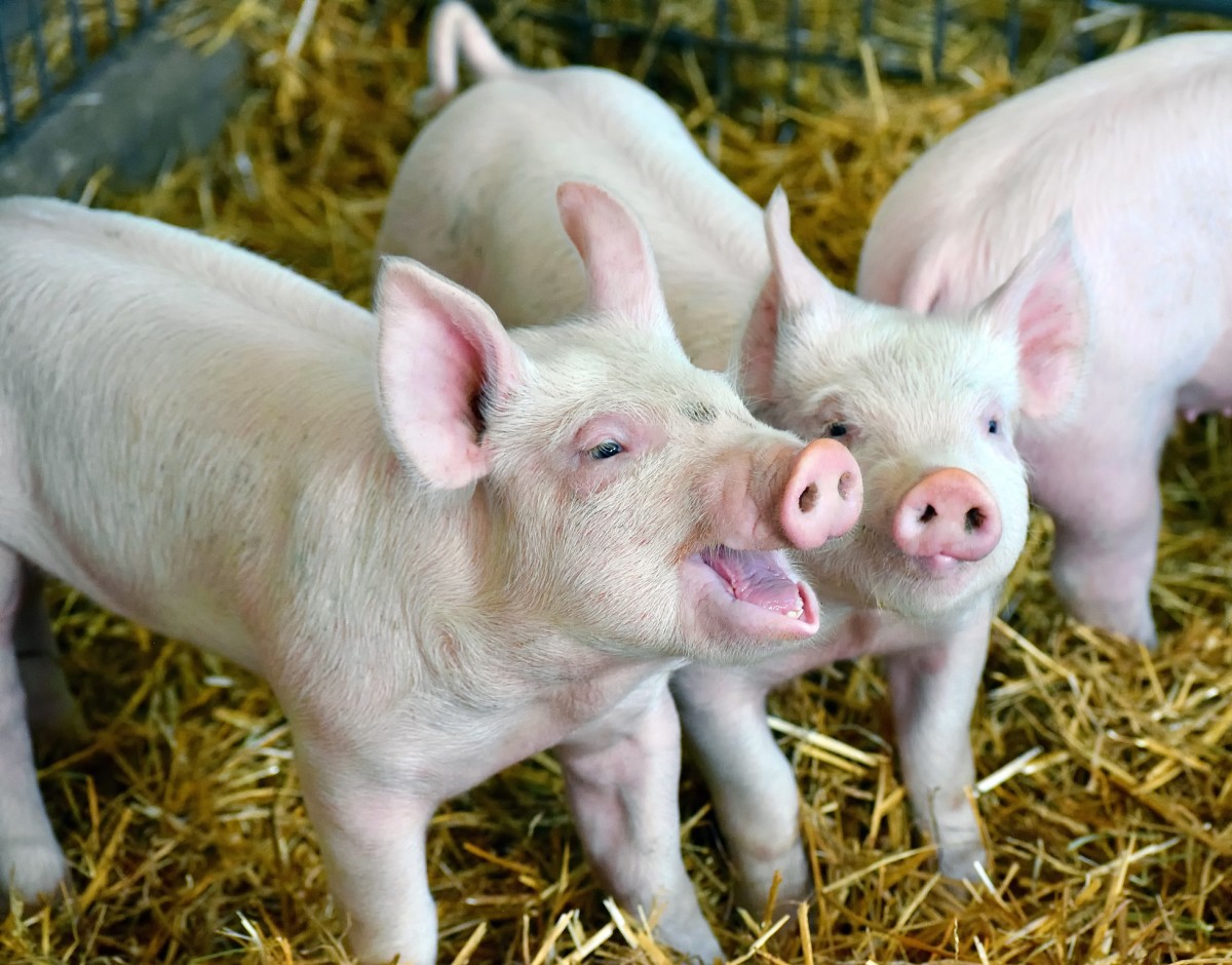 Study: Pigs Can Be Optimists and Pessimists