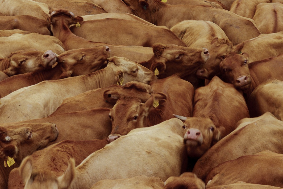 USDA Finally Does Its Job and Shuts Down Slaughterhouse for Breaking the Law