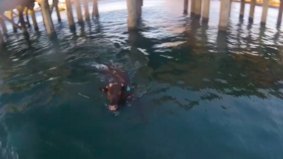 Brave Cow Jumps off Export Ship to Save His Own Life