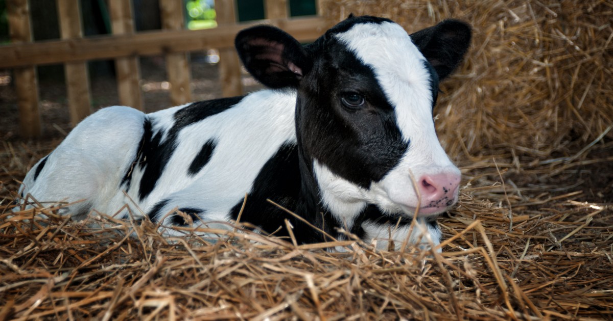 Veal Isn T The Only Baby Animal We Eat Mercy For Animals
