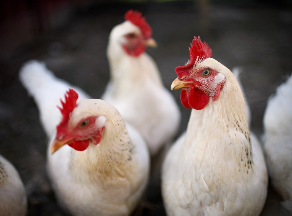 First Restaurant Chain in the U.S. Adopts Groundbreaking Chicken Welfare Policy