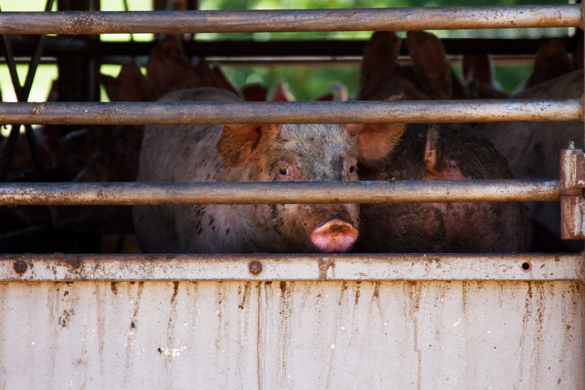 Canada's Proposed Transport Regulations Still Leave Farmed Animals to Suffer