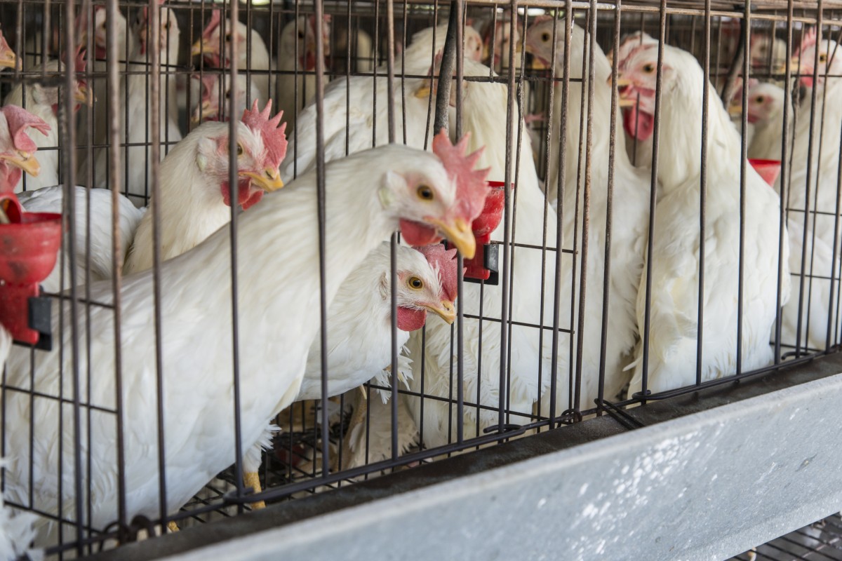 Horrible! South Korea Kills 26 Million Chickens Due to Bird Flu Outbreak