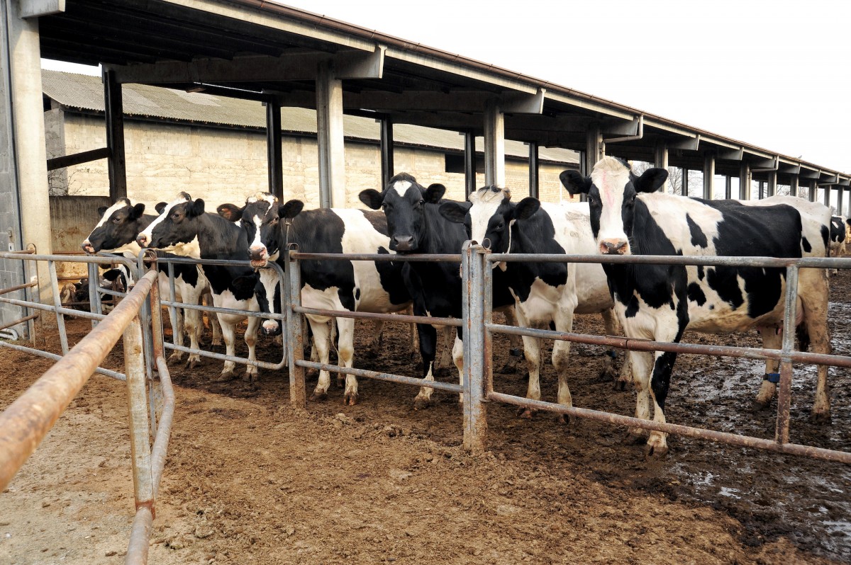 Fighting the Good Fight: Minnesota Residents Sue to Stop Dairy Farm From Destroying Town