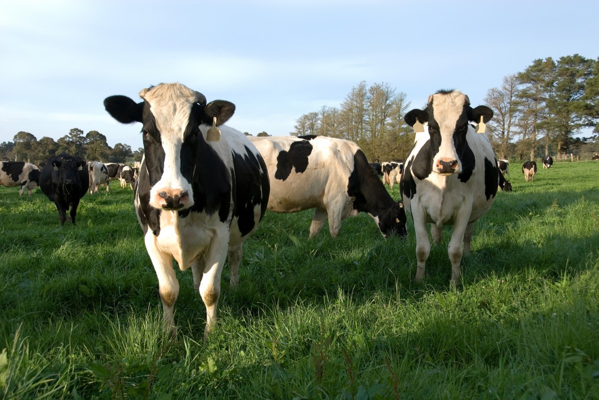 Hereâ€™s How MFA Is Taking On Canadaâ€™s Largest Dairy Factory Farm and Winning
