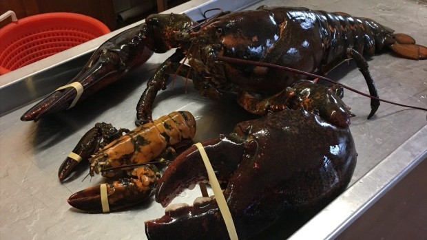Compassionate Vegan Saves 23-Pound Lobster From Becoming Someoneâ€™s Dinner