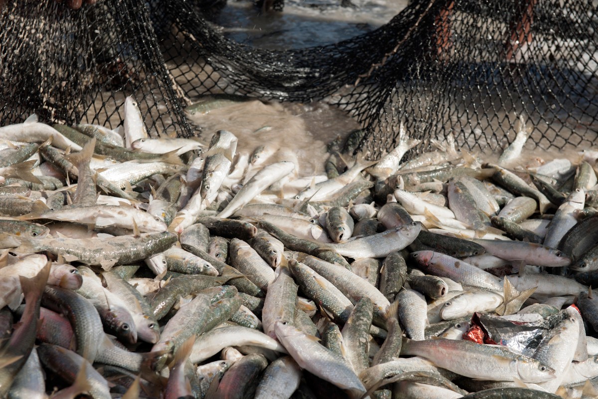Obama Requires Accountability From Fish Industry. Here's Why They're Pissed.