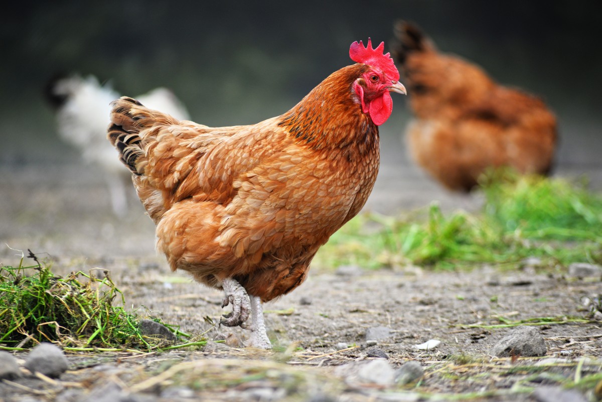 Momentum Building! Chipotle & Le Pain Quotidien Announce Chicken Welfare Policies